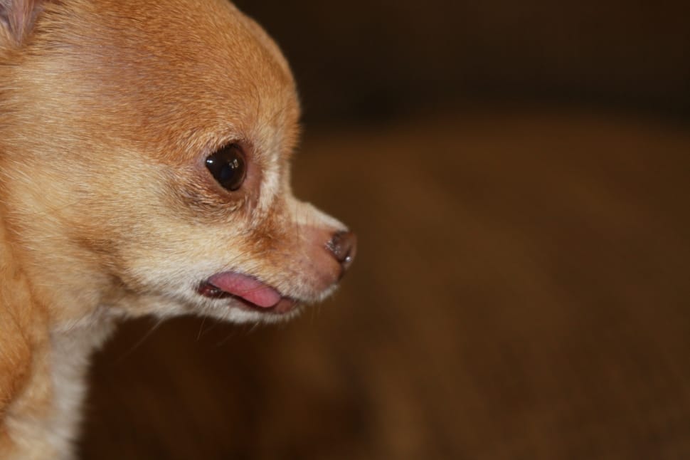 tan smooth chihuahua preview