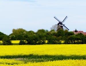 green leaf trees and brown vintage windmill thumbnail