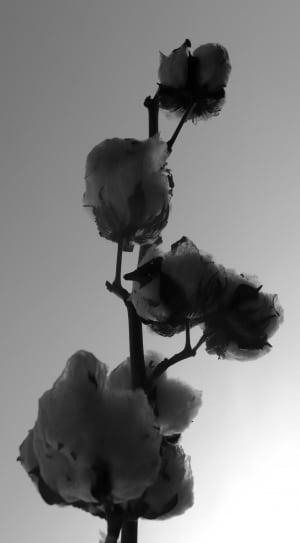 black and white flowers thumbnail