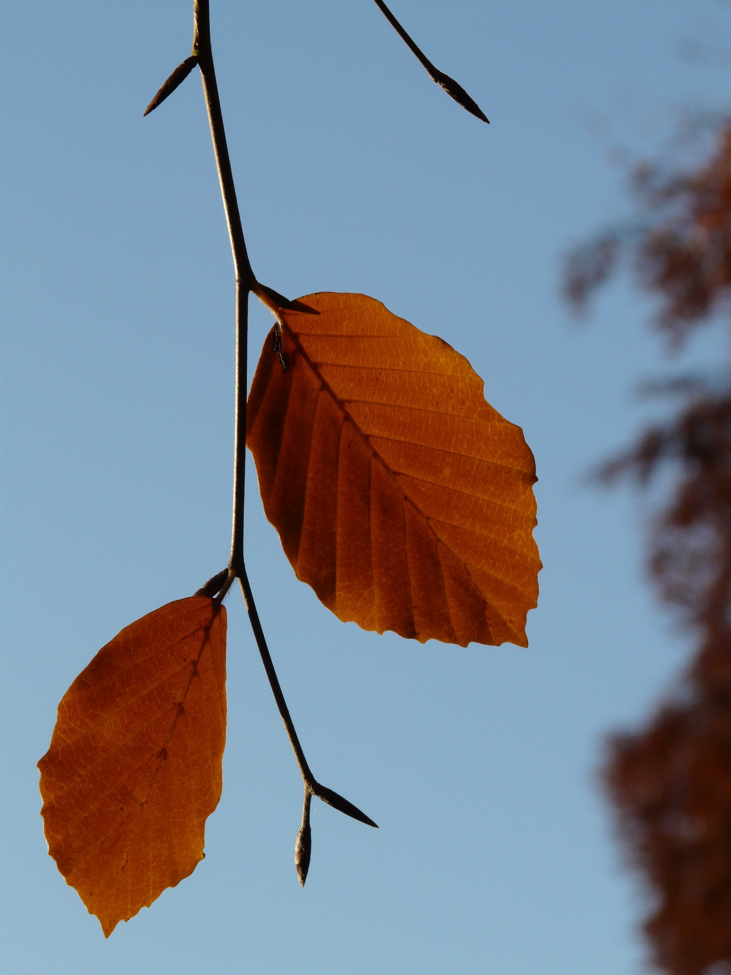 brown ovate leaves