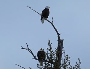 2 brown and white feathered eagle thumbnail