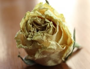yellow rose flower thumbnail