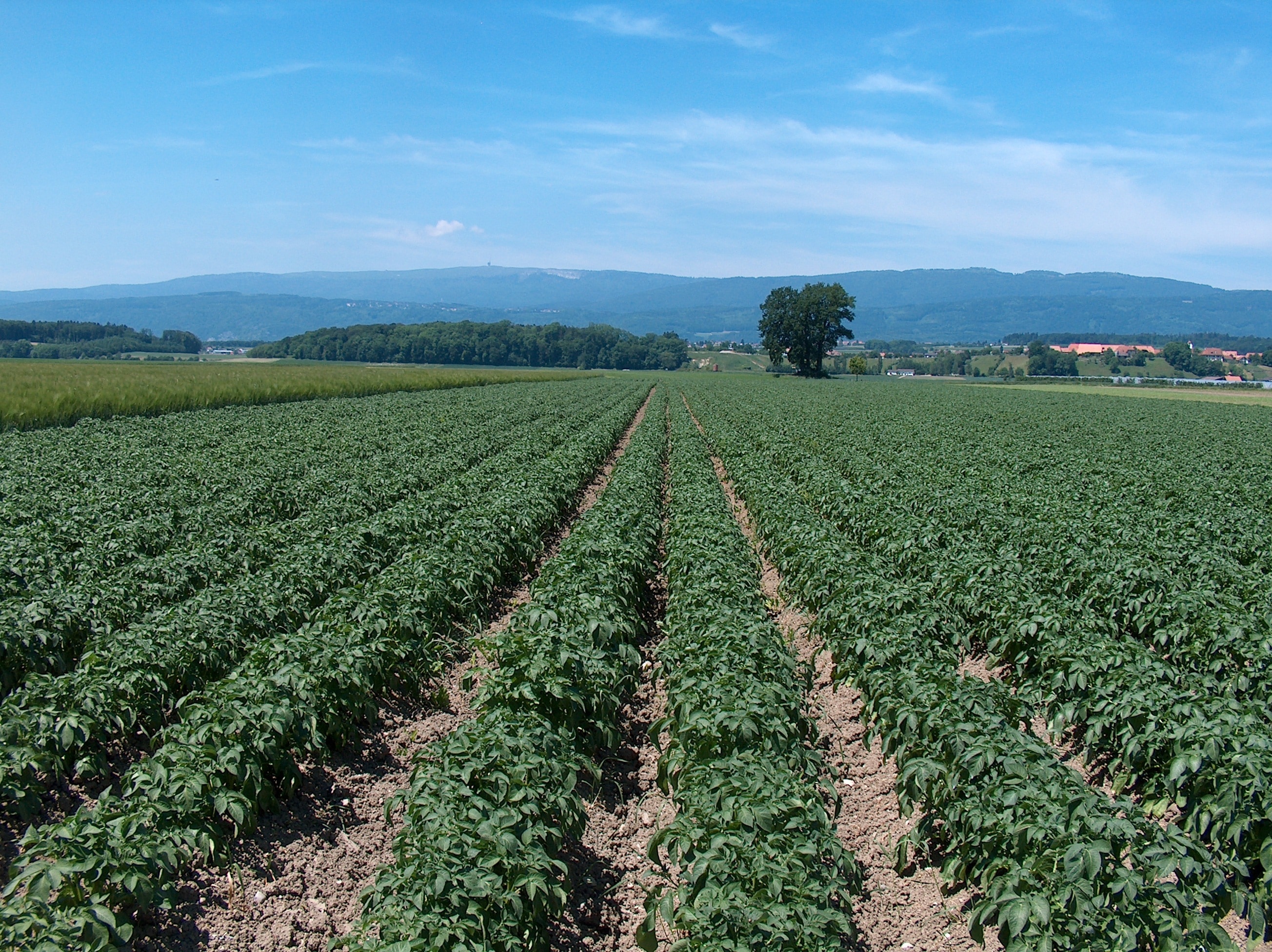 Урожайность цветов. Сельское хозяйство Гумбет картофельные поля. Плантация картофеля. Поле картошки. Овощные поля.