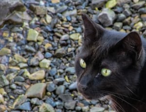 black short coated cat thumbnail