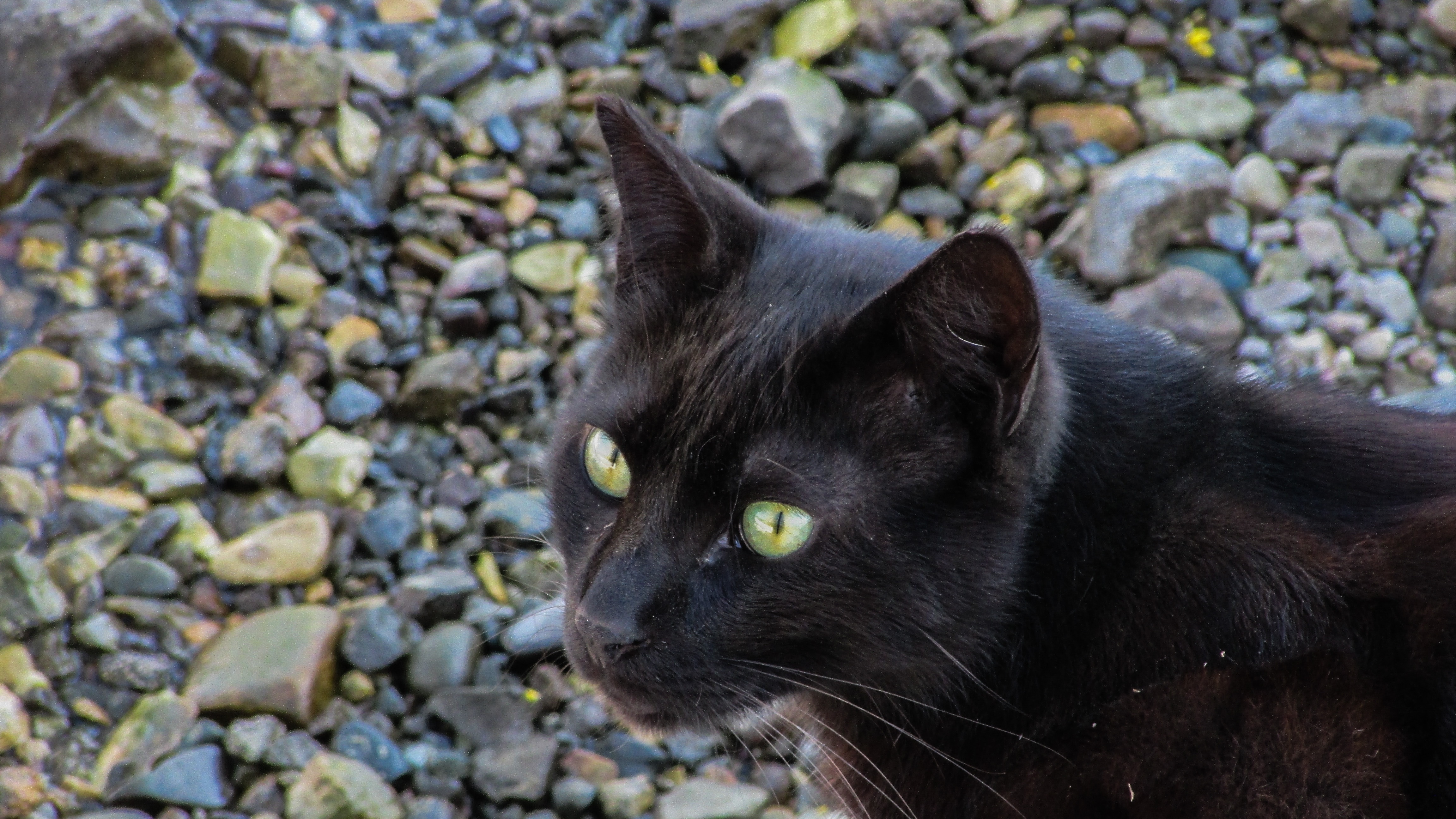 black short coated cat