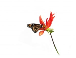 monarch butterfly thumbnail