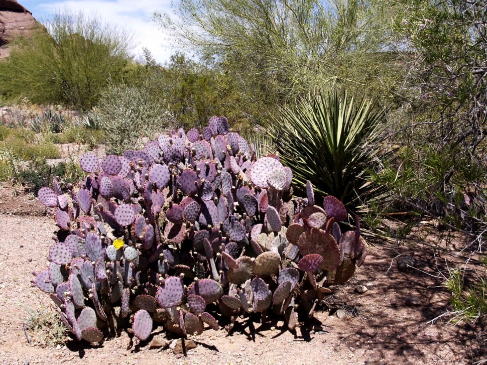 purple cactus preview