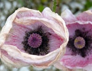 closeup photo of white and pink poppies thumbnail