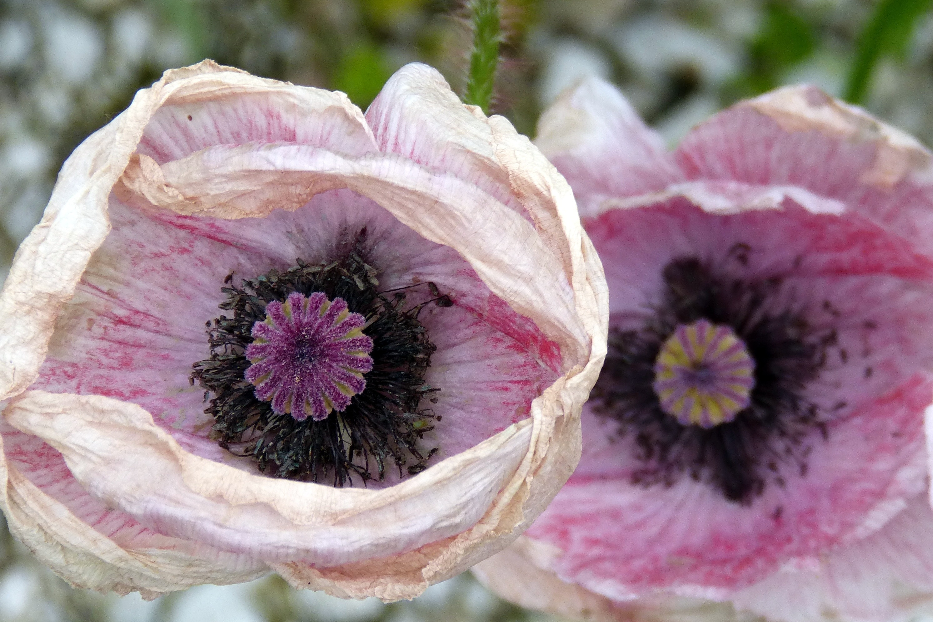 closeup photo of white and pink poppies