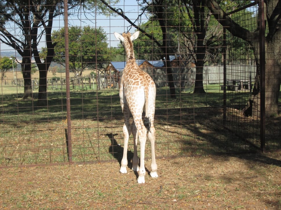 giraffe near brass steel cage preview
