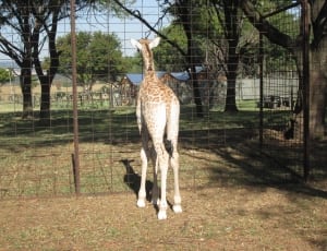 giraffe near brass steel cage thumbnail