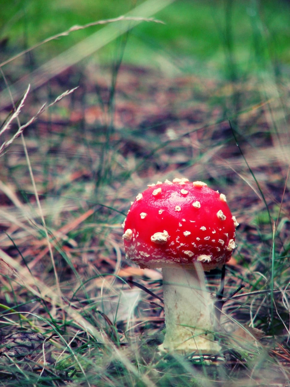 red and white mushroom preview