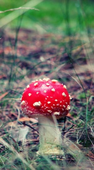red and white mushroom thumbnail
