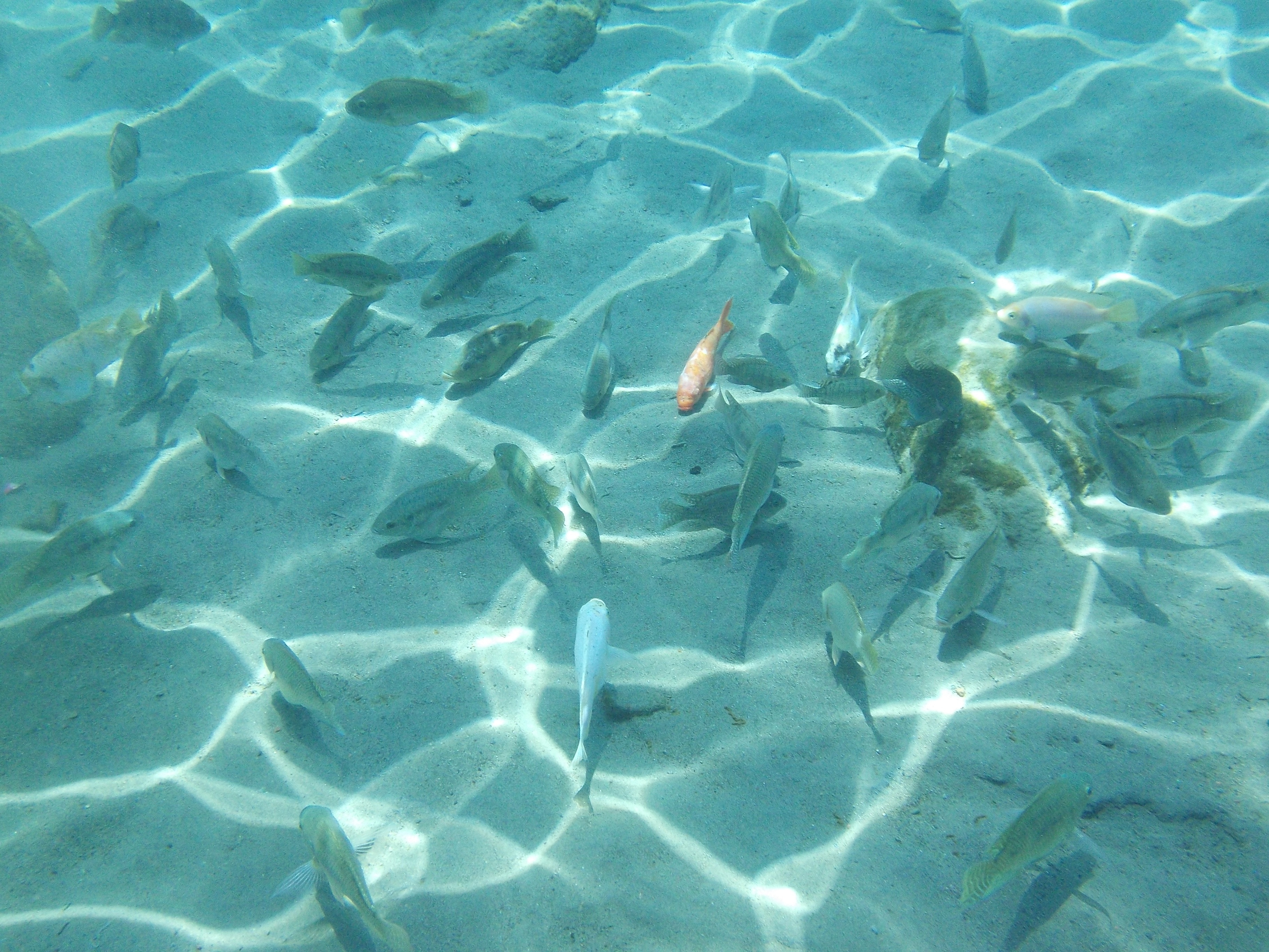Видеть много рыб в прозрачной воде