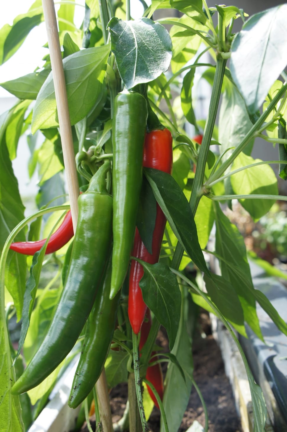 green and red chili pepper preview