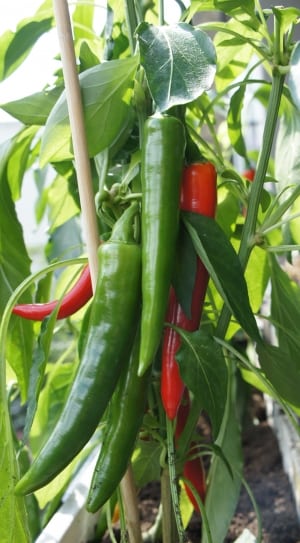 green and red chili pepper thumbnail