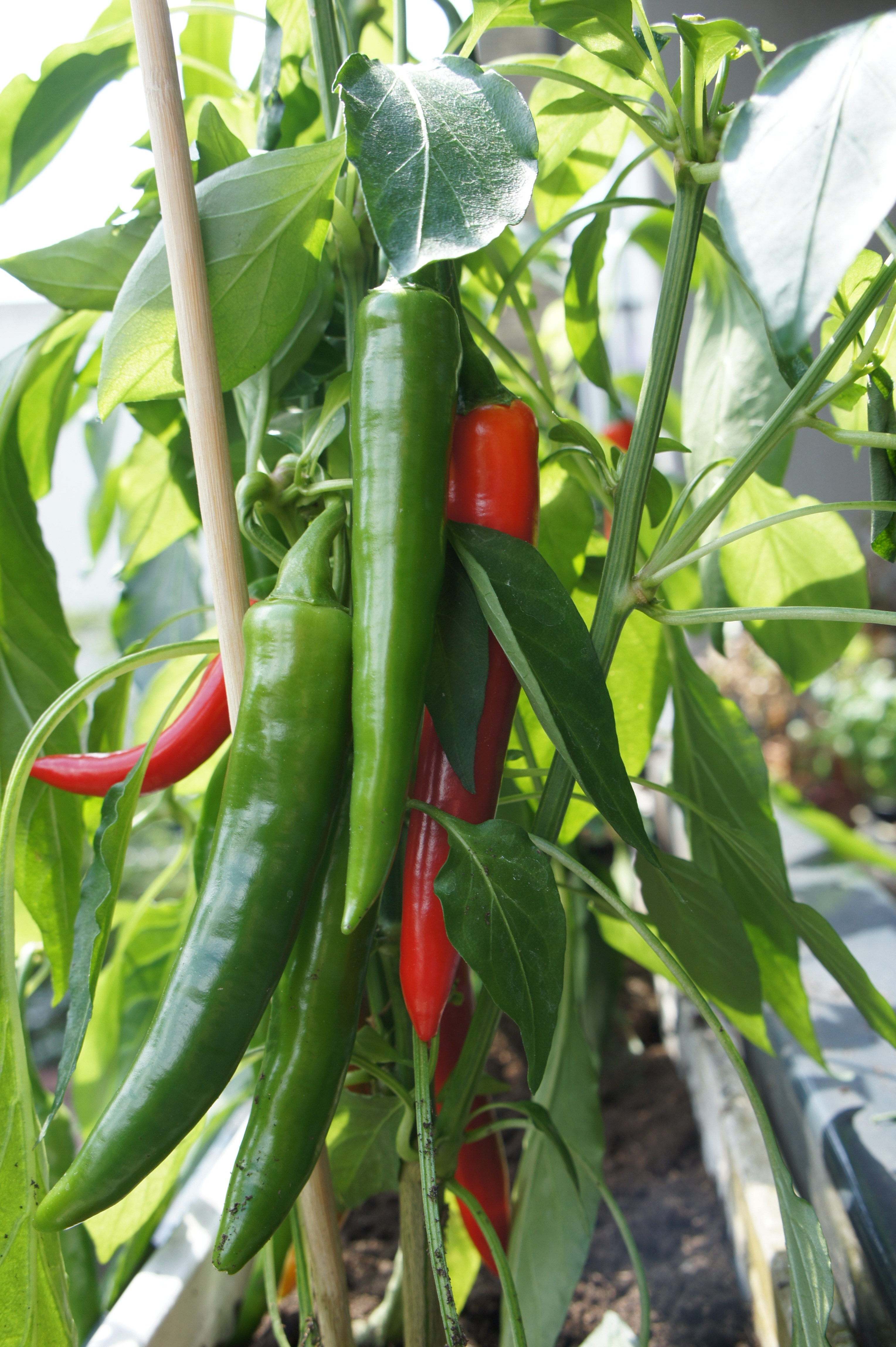 green and red chili pepper