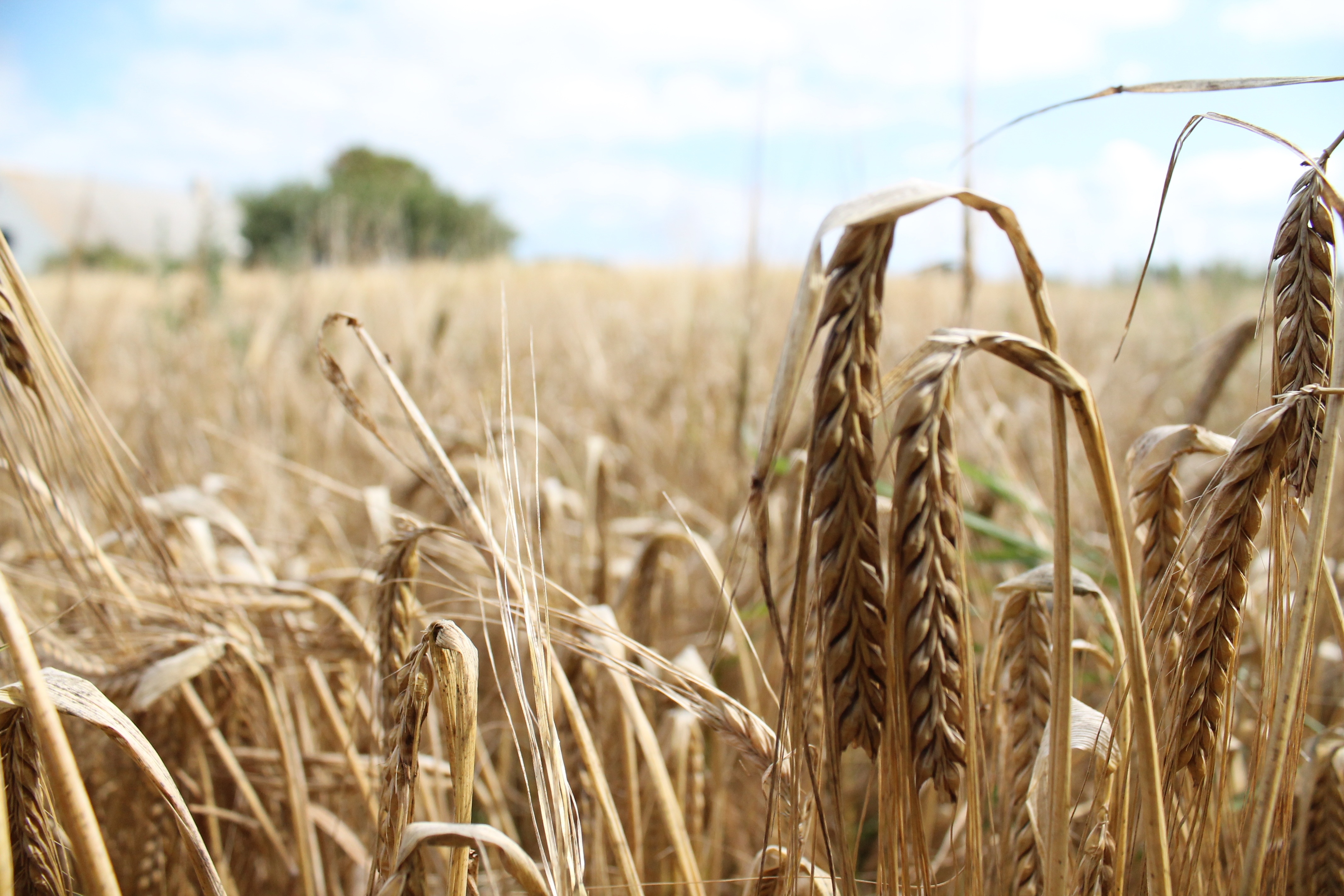 Пшеничные культуры. Злаковые поля Калмыкии. Пшеница. Пшеничное поле. Поля с зерновыми культурами.