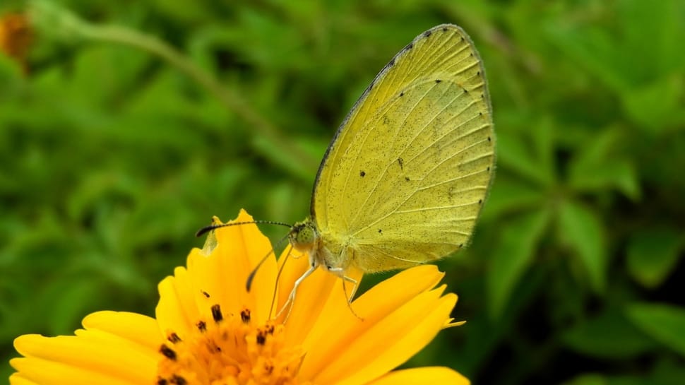 yellow butterfly on white petaled flower preview
