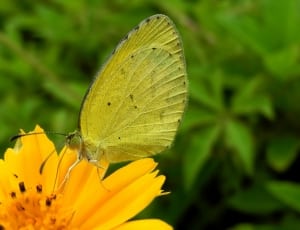 yellow butterfly on white petaled flower thumbnail