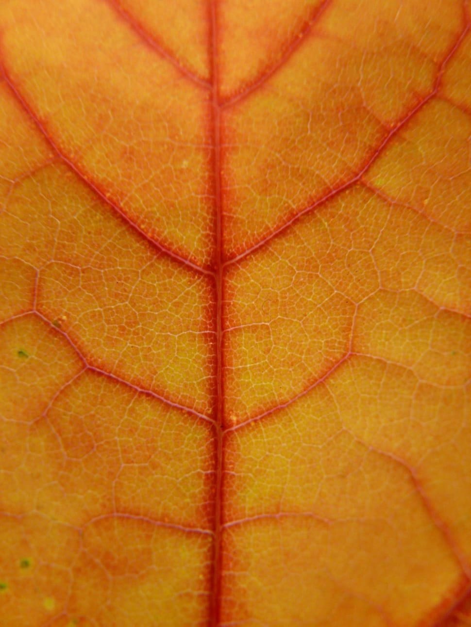 orange leaf preview