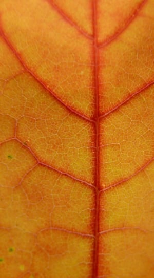 orange leaf thumbnail