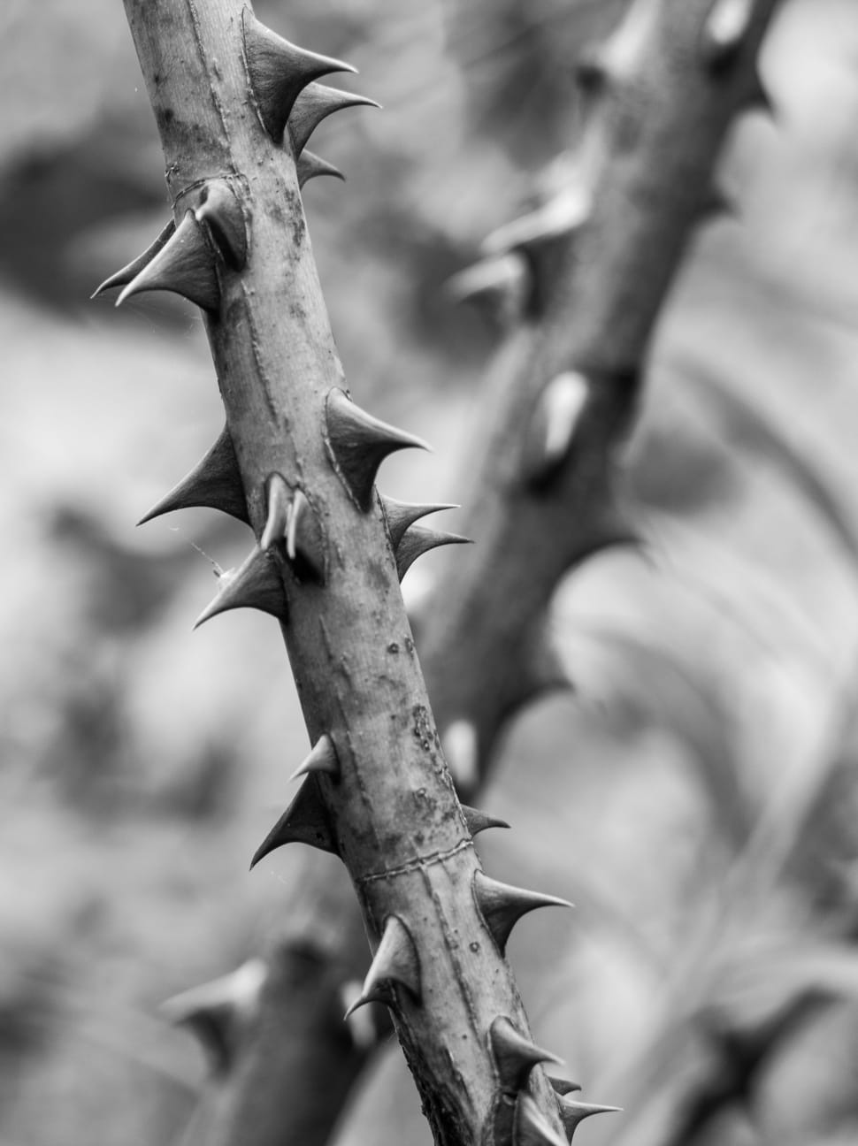 thorny branches preview