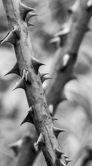 thorny branches thumbnail