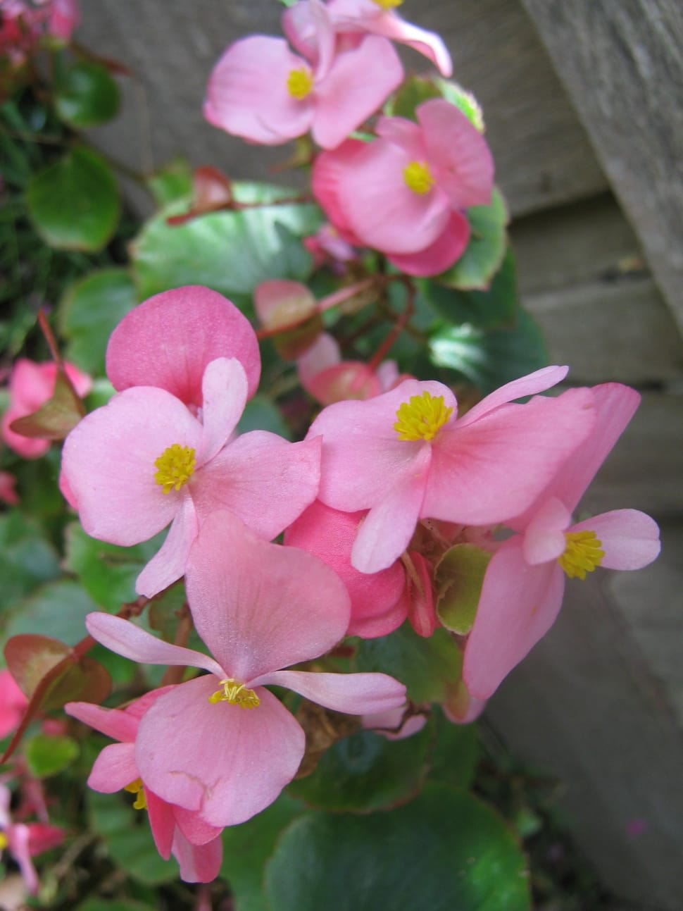 pink wax begonia preview