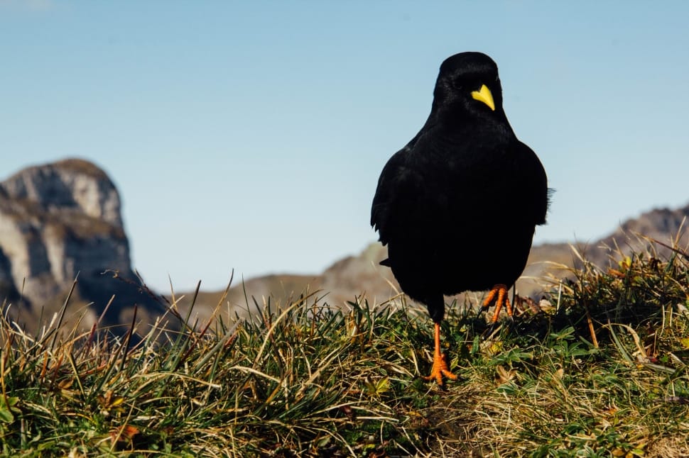 black bird on green grass under clear sky during daytime preview