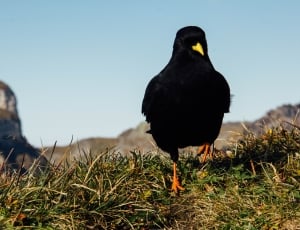 black bird on green grass under clear sky during daytime thumbnail