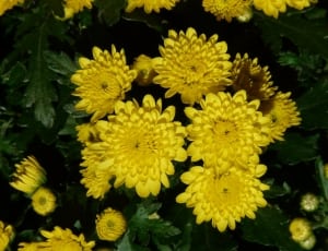 yellow flowers thumbnail