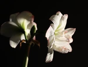 white and green tulip flowers thumbnail