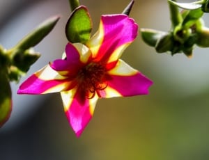 pink and yellow 5 petaled flower thumbnail