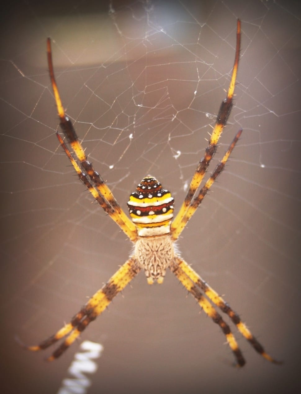 brown and yellow spider preview