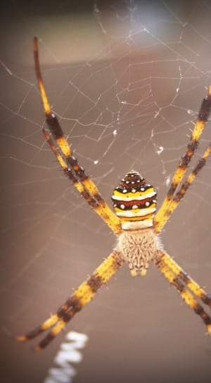 brown and yellow spider thumbnail