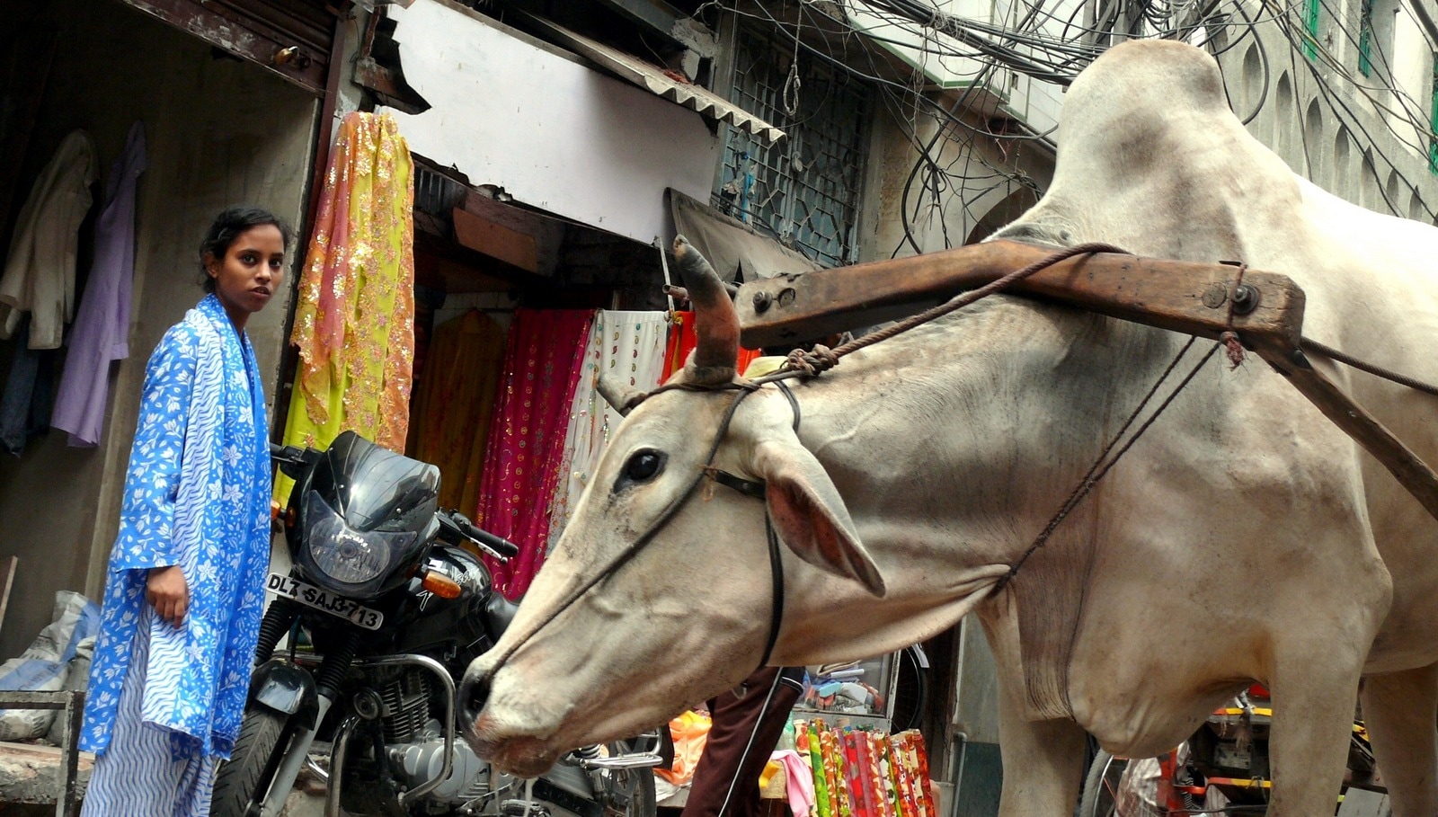 Как путешествовать с коровой. Индийская корова. Корова в Индии. Коровы в Дели. Священное животное в Индии.