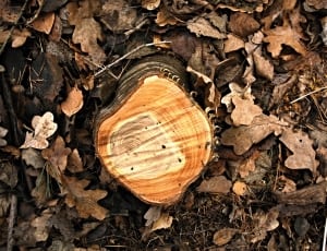 brown log thumbnail