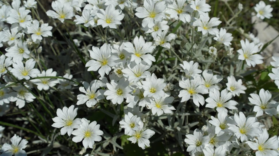 white petaled flower preview