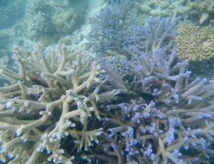 gray coral under the sea thumbnail