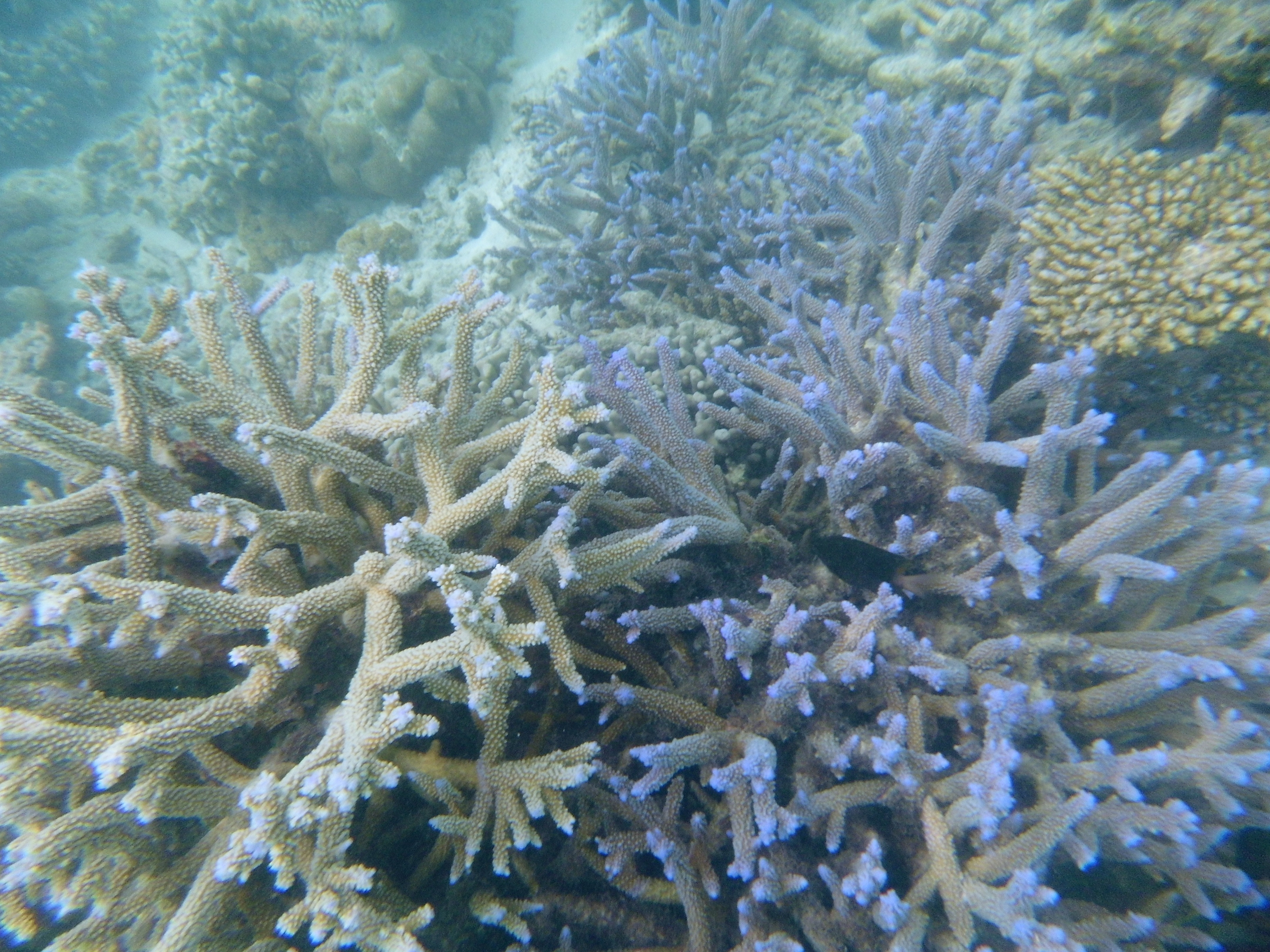 gray coral under the sea
