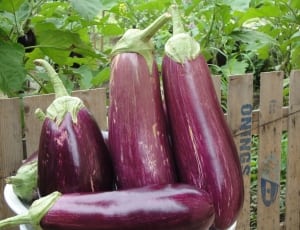 5 eggplants thumbnail