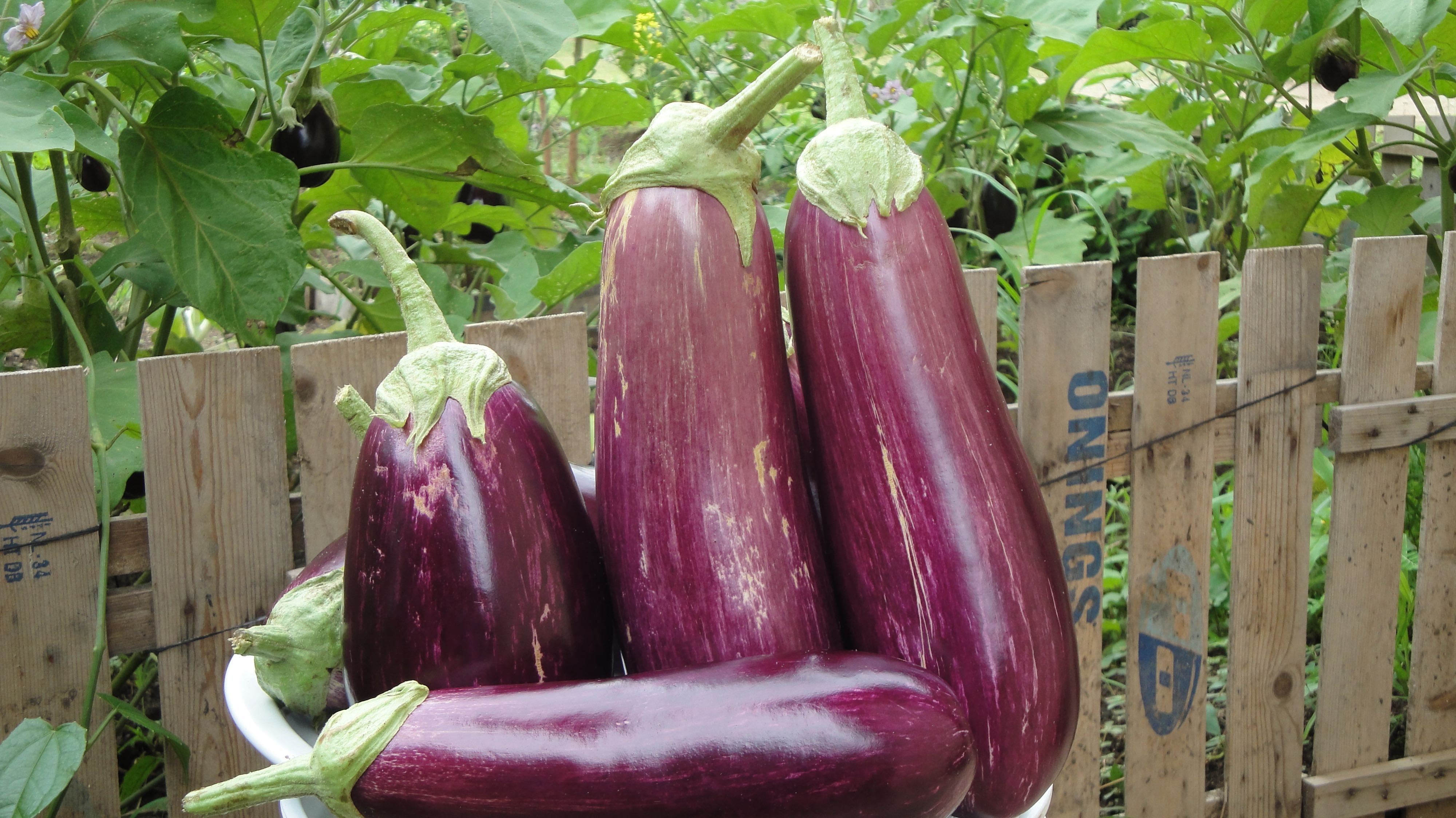 5 eggplants