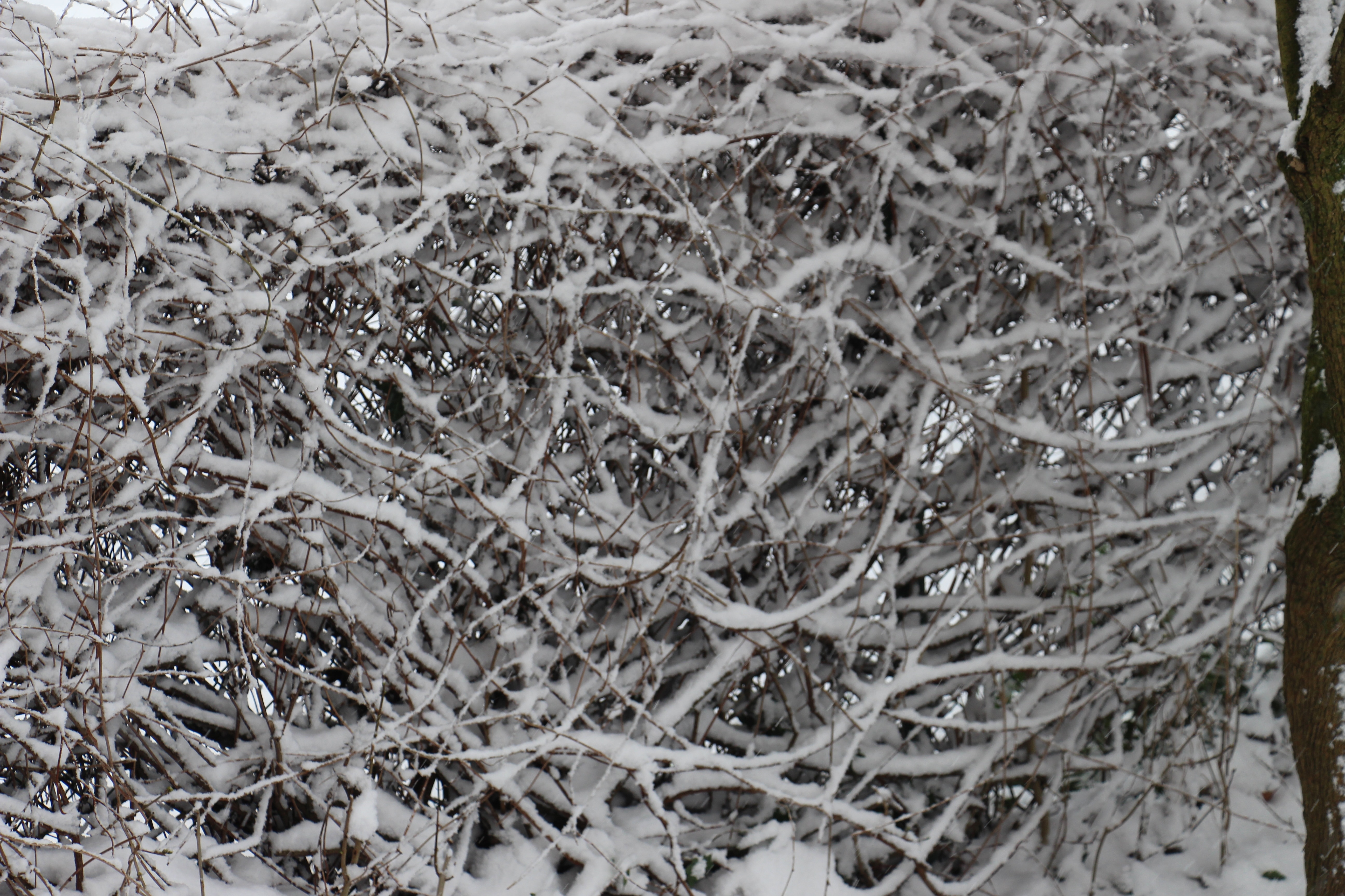 twig covered with snow