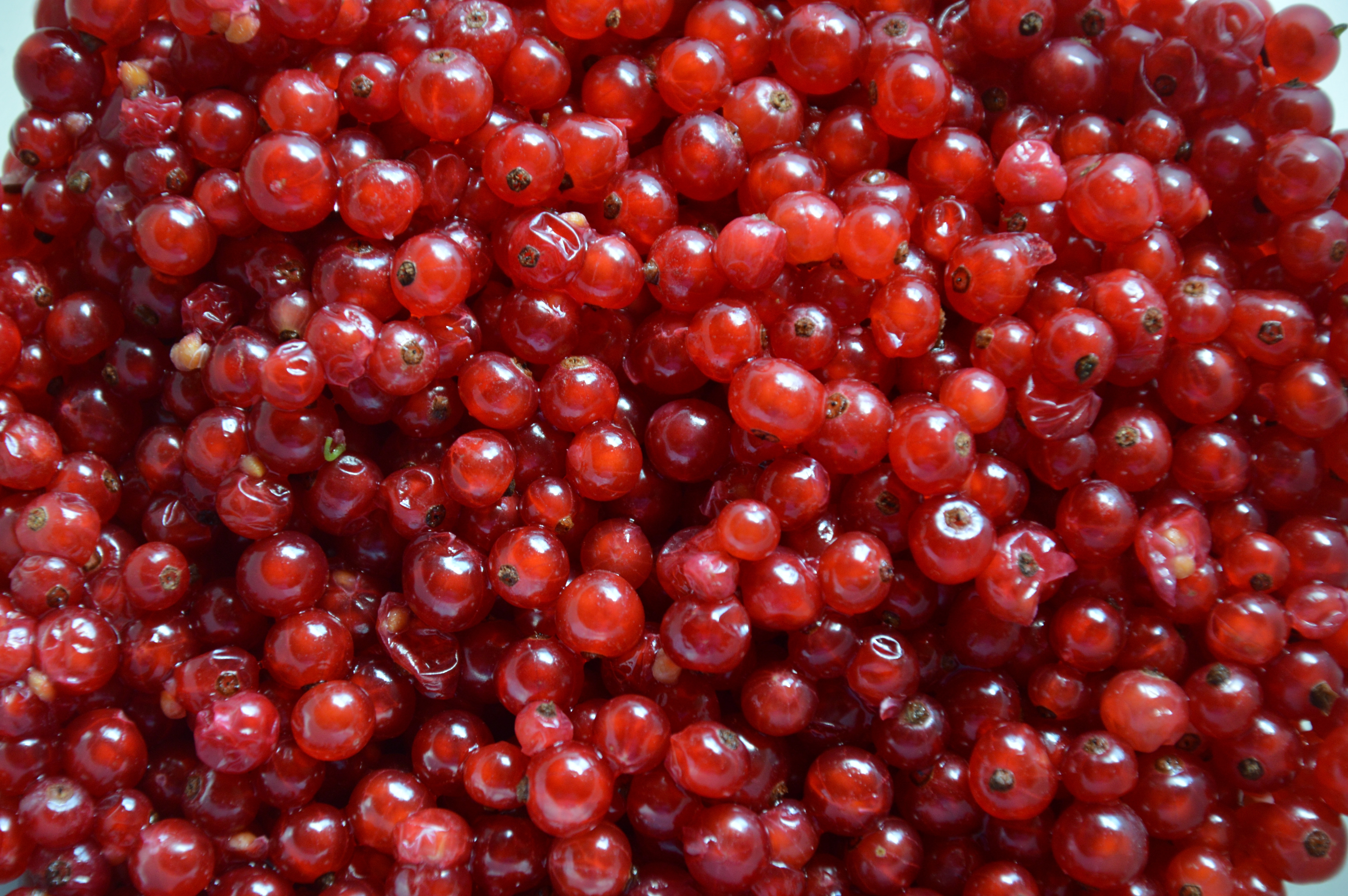 red berry lot