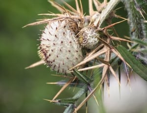 photograph of white and brown flower thumbnail