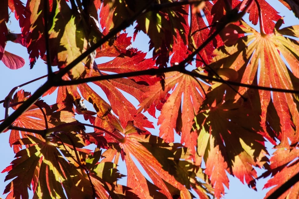 red and brown leaves preview