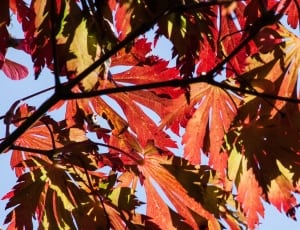 red and brown leaves thumbnail