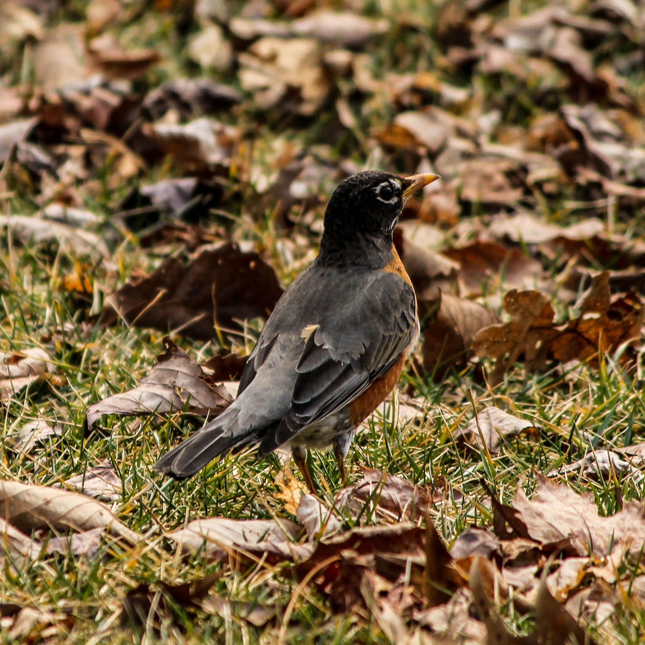 gray and brown bird