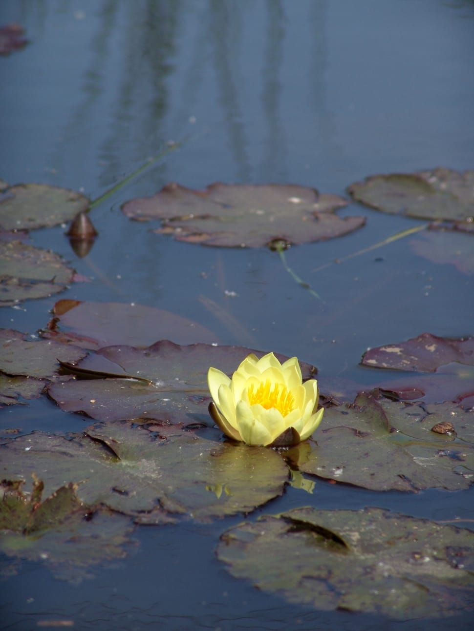 yellow lotus flower preview
